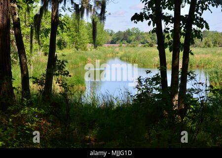 Les terres marécageuses à Charleston, Caroline du Sud Banque D'Images