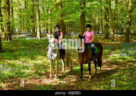 @ Chevaux et cavaliers à Dumbleton Woods au printemps bluebells Banque D'Images