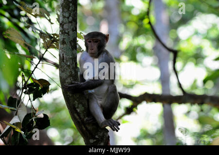 Maulvi Bazar, Bangladesh - Juillet 26, 2010 : Monkey dans Lawachara Kamalganj dans le Parc National,l'Upazila Moulvibazar, Bangladesh. Le parc est situé à Kamal Banque D'Images