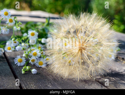 Fleur séchée à l'air sous la forme de parapluies (similaire au pissenlit) et les marguerites sur une table en bois. Banque D'Images