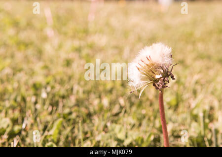 Selective focus sur les fleurs de pissenlit sur un fond nature. Printemps au pré. Banque D'Images