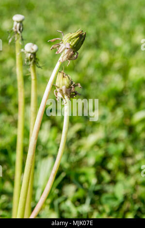 Selective focus sur le pissenlit les bourgeons sur un fond nature. Printemps au pré. Banque D'Images