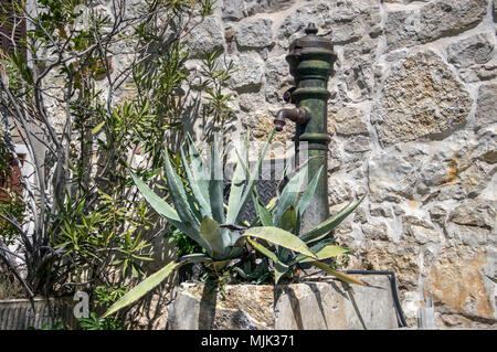 Vrsar, Istrie, Croatie - de plus en plus d'aloès à côté du robinet d'eau fer vintage dans une cour Banque D'Images