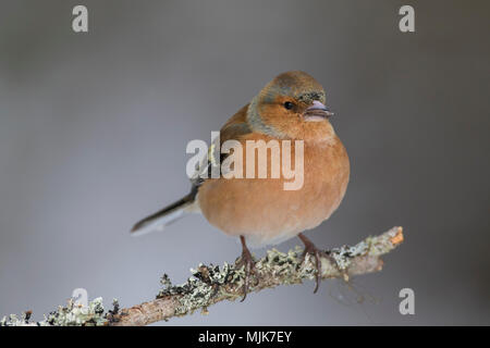 Common Chaffinch (Fringilla coelebs) mâle perché sur une branche en hiver Banque D'Images