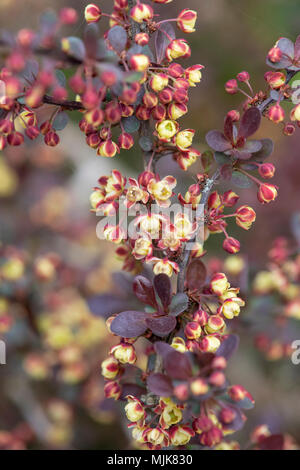 Berberis thunbergii 'Orange'. L'épine-vinette 'Orange' fleurit en avril. UK Banque D'Images