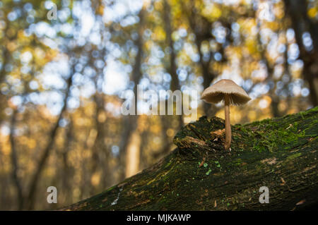 Champignon - petit champignon blanc sur le côté d'un tronc d'arbre en automne Banque D'Images