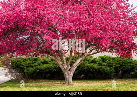 Pommetier en pleine floraison printanière rose ; Salida Colorado ; USA ; Banque D'Images