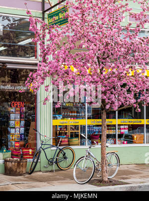 Pommetier en pleine floraison printanière rose ; Soleil ; marché ; Salida Colorado ; USA Banque D'Images