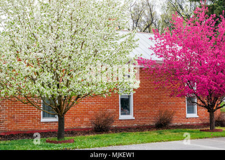 Poire asiatique & pommetiers en pleine floraison printanière ; Salida, Colorado, USA Banque D'Images