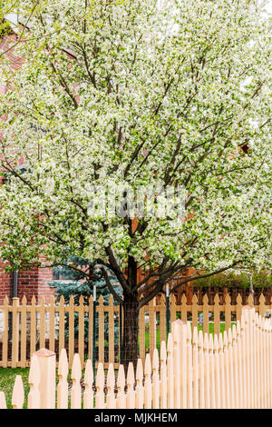 Asian pear tree en pleine floraison printanière blanc ; Salida, Colorado, USA Banque D'Images