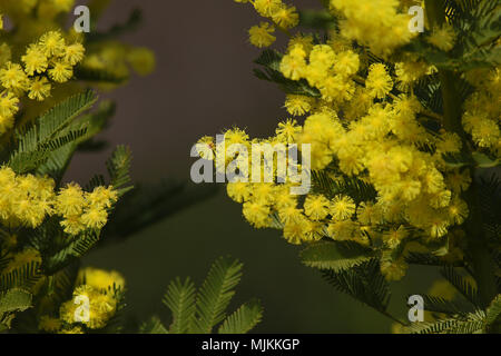 Mimosa Acacia dealbata ou en fleur symbole pour la Journée internationale de la femme close up aussi appelée plante sensitive, argent ou bleu wattle, en Italie Banque D'Images