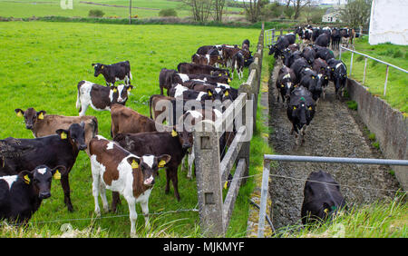 Troupeau de vaches fresian passant sous une route sur le chemin de la salle de traite pendant que leurs veaux regarder derrière une barrière de ciment. Banque D'Images