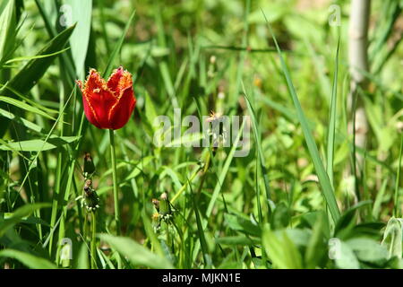 Magnifiques tulipes se poussent dans les champs et dans les vieux jardins. Banque D'Images