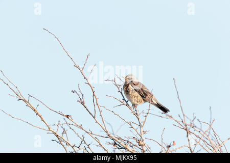 Sur le Fieldfare branches d'un arbre contre un ciel bleu clair dans tNorfolk Angleterre Banque D'Images