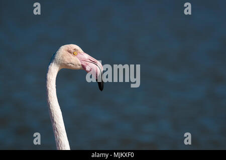 Flamant rose en Camargue France Banque D'Images
