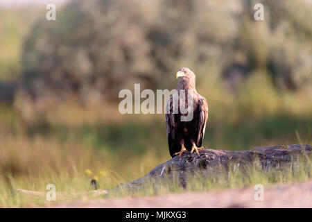 L'aigle de mer à queue blanche dans le Delta du Danube Roumanie Banque D'Images