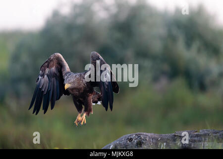 L'aigle de mer à queue blanche dans le Delta du Danube Roumanie Banque D'Images