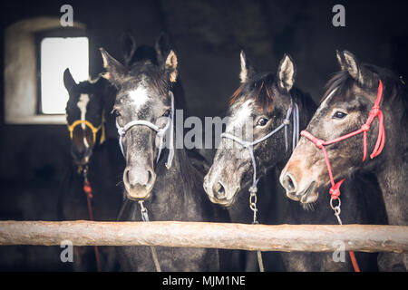 Les chevaux de race pure dans la grange. Beau paysage d'animaux. Banque D'Images