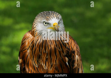 Head and shoulders portrait of a Red Kite (Milvus milvus) oiseau de la campagne britannique Banque D'Images