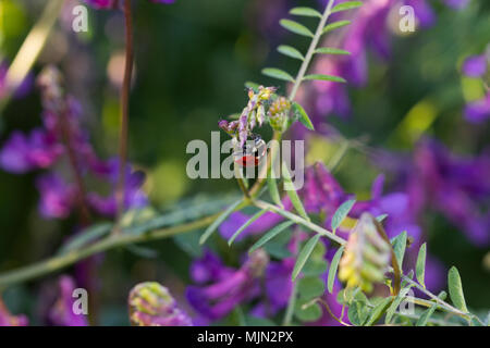 Une coccinelle sur une fleur quelque part dans le grec en plein air Banque D'Images