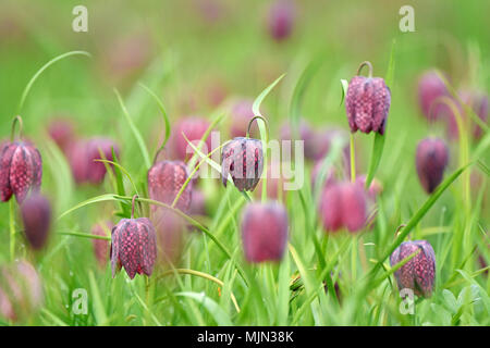 Tête de serpents fritillary fleurs dans un champ. Fleurs en voie de disparition Banque D'Images