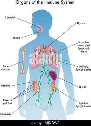 Vector illustration médicale des organes du système immunitaire Illustration de Vecteur