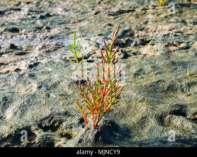 Jeune petite salicorne Salicorne des marais ou plante, Salicornia europaea, poussant sur les vasières de marais salé de Wadden, Schiermonnikoog, Pays-Bas Banque D'Images