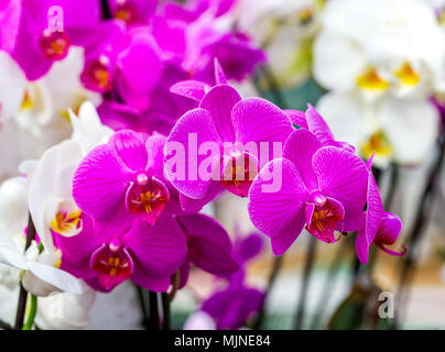 Close-up of Pink Moon belle orchidée, Phalaenopsis amabilis, à rayures sombres. Selective focus Banque D'Images