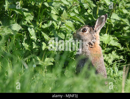 Mai 2018 - Les lapins sauvages en milieu rural Somerset Banque D'Images