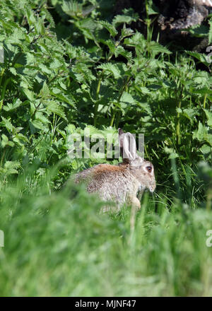 Mai 2018 - Les lapins sauvages en milieu rural Somerset Banque D'Images