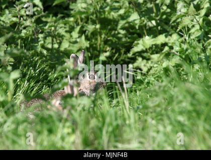 Mai 2018 - Les lapins sauvages en milieu rural Somerset Banque D'Images