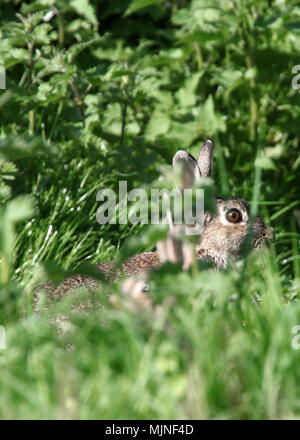 Mai 2018 - Les lapins sauvages en milieu rural Somerset Banque D'Images