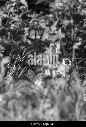 Mai 2018 - Les lapins sauvages en milieu rural Somerset Banque D'Images