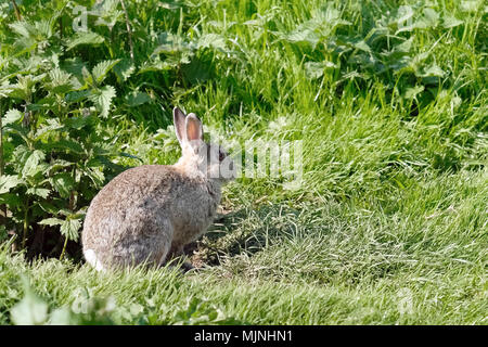 Mai 2018 - Les lapins sauvages en milieu rural Somerset Banque D'Images