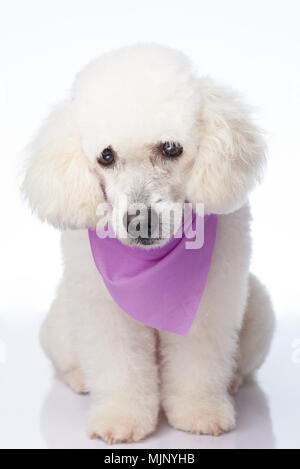 Chien caniche blanc triste assis sur fond isolé Banque D'Images