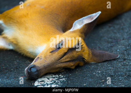 Un accident est survenu sur Barking Deer sur la route de Khao Yai National Park Banque D'Images