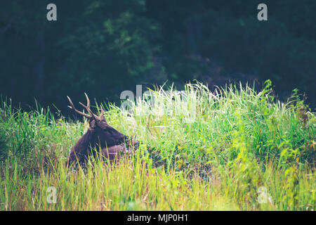 Cerfs sambar dans domaine de la prairie Banque D'Images