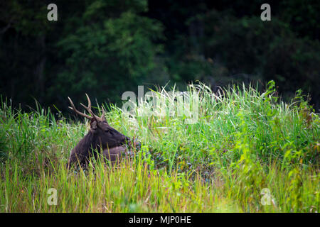 Cerfs sambar dans domaine de la prairie Banque D'Images