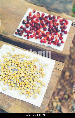 Les grains de café cerise rouge séchant au soleil Banque D'Images
