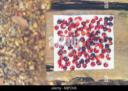 Les grains de café cerise rouge séchant au soleil Banque D'Images