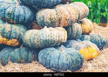 Assortiment varié de citrouilles sur un fond de bois. Chasse d'automne. Banque D'Images