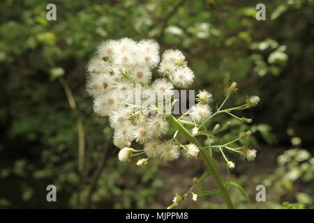 Fleur blanche sur une branche Banque D'Images