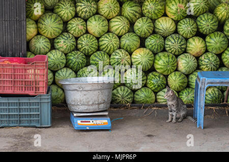 Pastèques empilés dans une zone de stockage à l'arrière d'un marché de fruits et légumes dans l'Etat du Tamil Nadu, Inde, supervisé par un chat local Banque D'Images