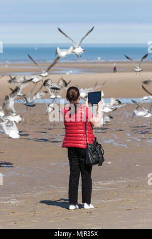 Blackpool Lancashire. Météo britannique. 06/05/2018. Sunny commence la journée comme un touriste photographié nourrissant des mouettes sur la côte de Fylde. La côte nord-ouest connaît les températures les plus chaudes jusqu'à présent cette semaine de 26C. Crédit : MediaWorldImages/AlamyLiveNews Banque D'Images