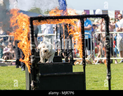 Brentwood, Essex 6 Mai 2018 Un chien saute en gravant des arceaux à l'ensemble des chiens show, Brentwood, Essex, Ian Davidson Crédit/Alamy Live News Banque D'Images