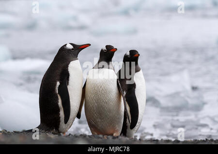 Trois manchots papous (Pygoscelis papua) debout sur le rivage par un océan recouvert de glace, Yankee Harbour, l'Antarctique Banque D'Images