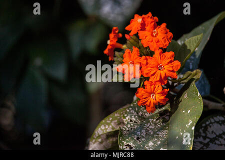 Des fleurs orange sur un compteur geiger tree Cordia sebestena à Naples, Floride Banque D'Images