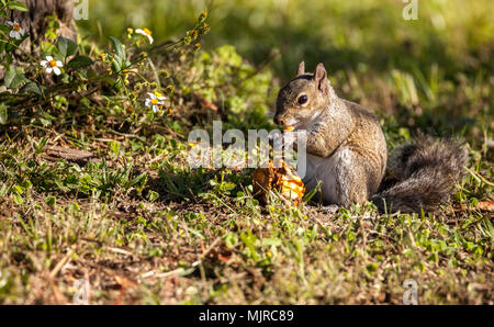 Brown Peu Shermans fox squirrel Sciurus niger shermani est assis sur l'herbe à manger dans Liberty Park, Naples, Florida Banque D'Images