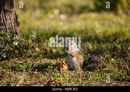 Brown Peu Shermans fox squirrel Sciurus niger shermani est assis sur l'herbe à manger dans Liberty Park, Naples, Florida Banque D'Images