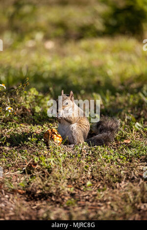 Brown Peu Shermans fox squirrel Sciurus niger shermani est assis sur l'herbe à manger dans Liberty Park, Naples, Florida Banque D'Images